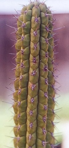 Weberbauerocereus_cuzcoensis